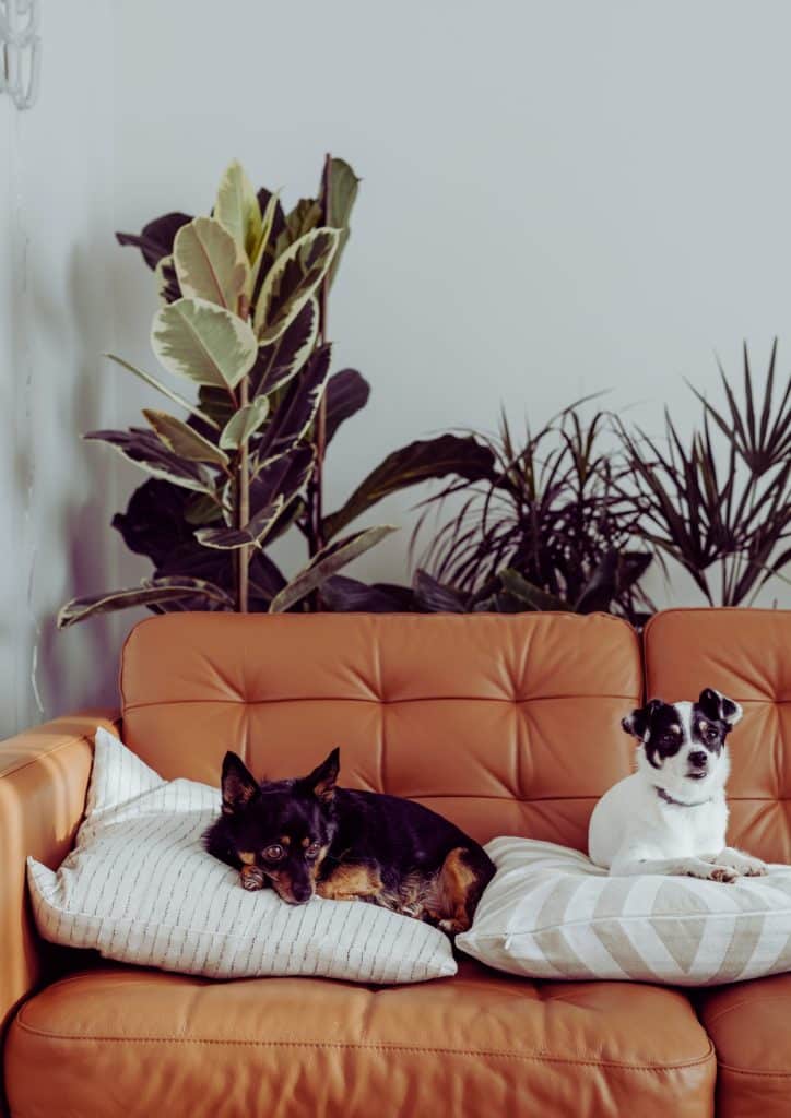  Best Upholstery Cleaners for Pet Stains