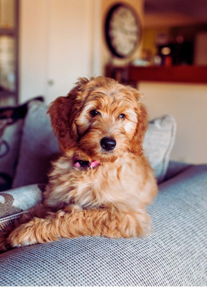 Best Upholstery Cleaners