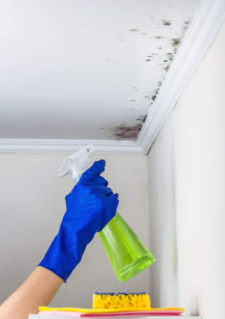 Mold Removal Cleaning