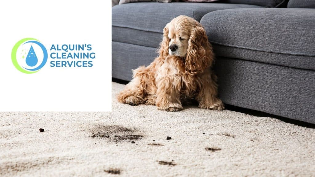 Preventing Carpet Stains