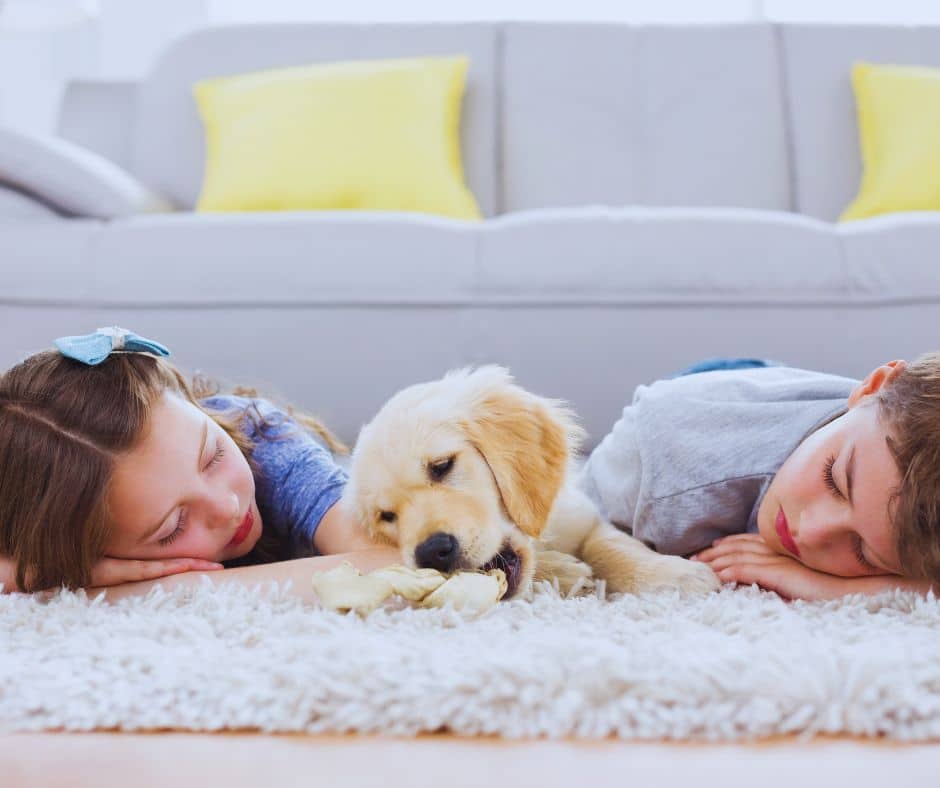 Pet Hair Removal From Carpets