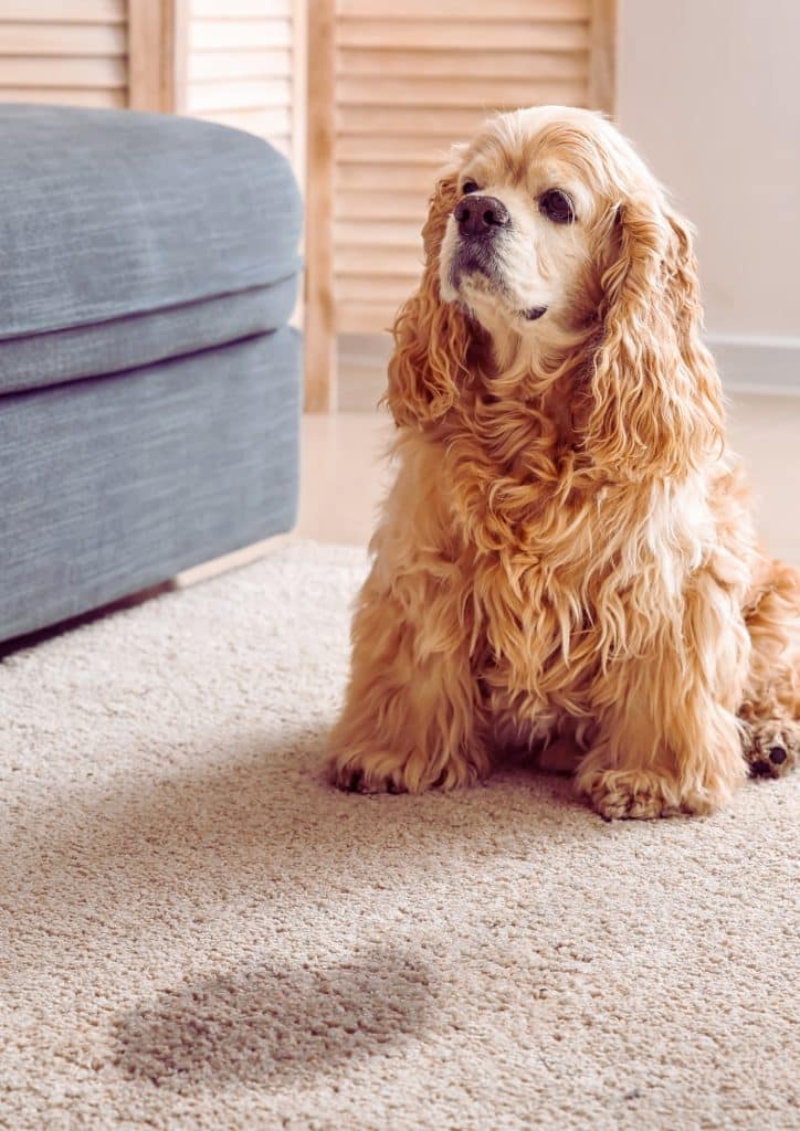 Carpet Cleaning for Pet Stains