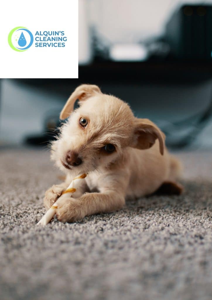Carpet cleaning services in Port Shepstone